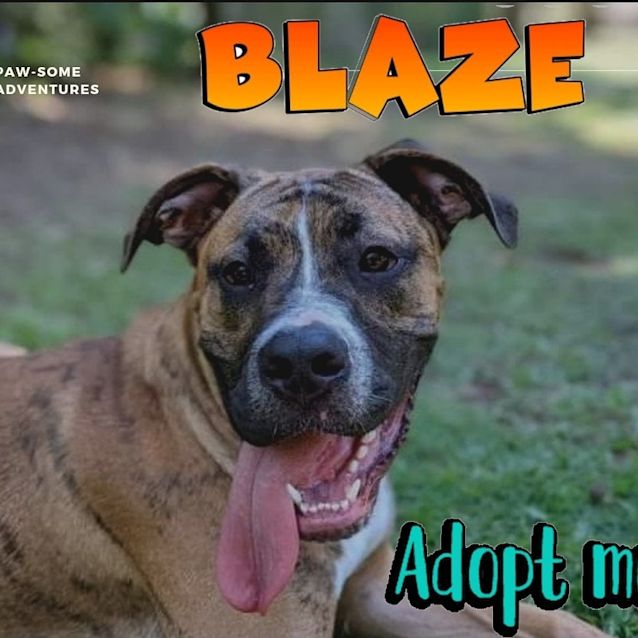 Photo of Blaze