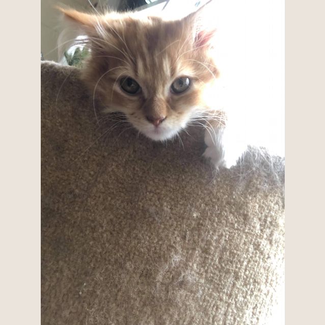 Photo of Luci
