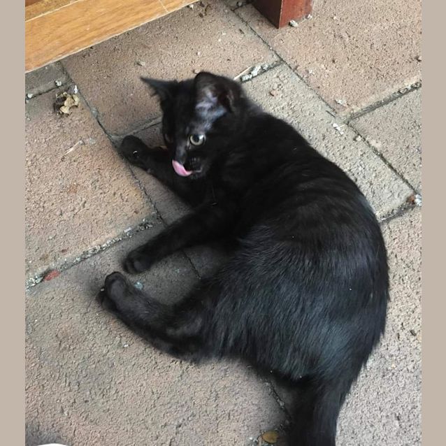 Photo of Treat