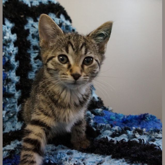 Photo of Clover