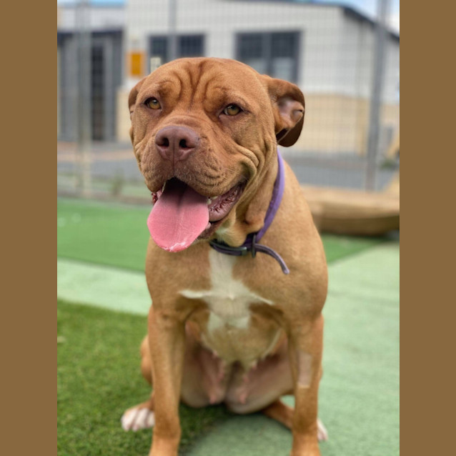 Photo of Honey