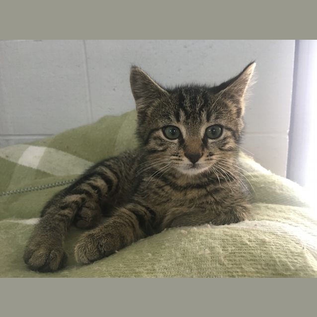 Photo of Peanut