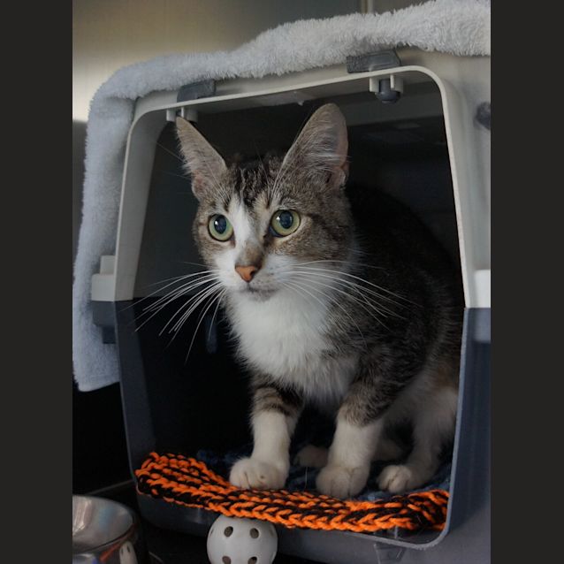 Photo of Sox