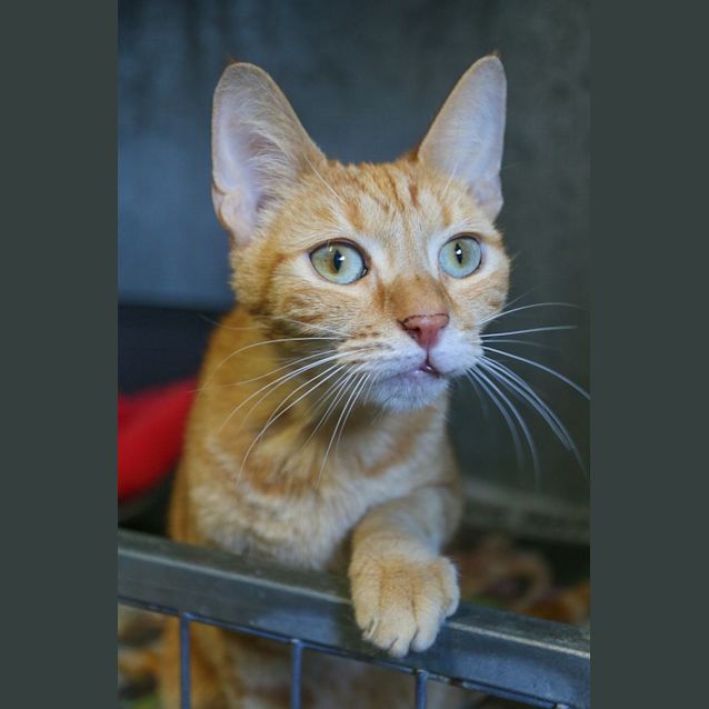 Photo of Mango