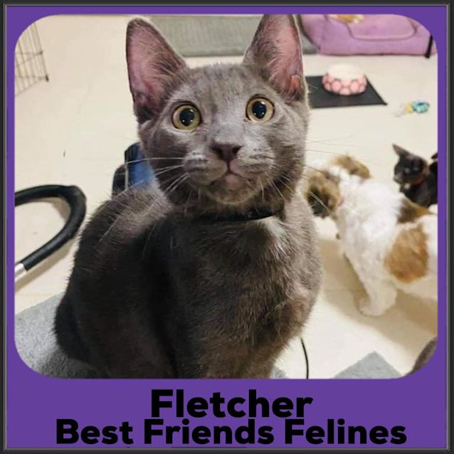 Photo of Fletcher 