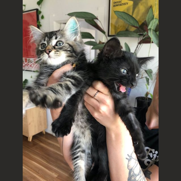 Photo of Bob And Fezziwig Penn