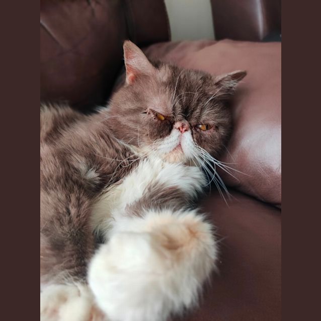 Photo of Cece