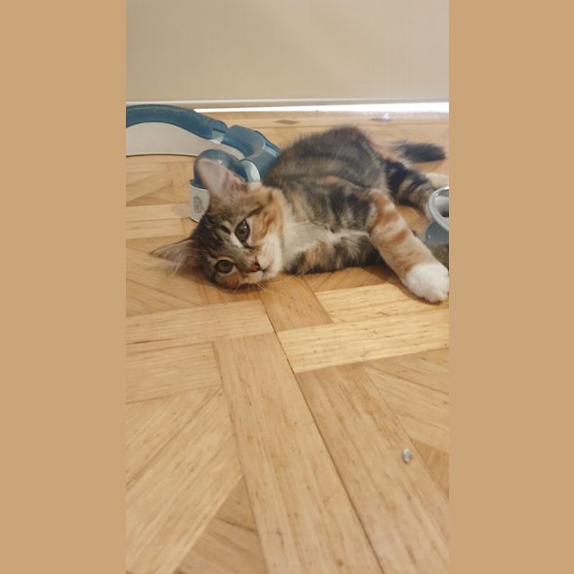 Photo of Pip