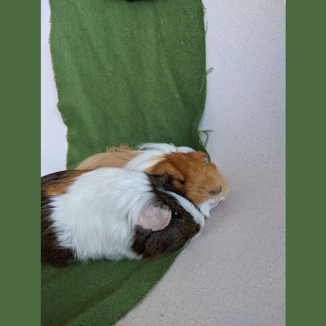 Photo of Dumpling And Jupiter