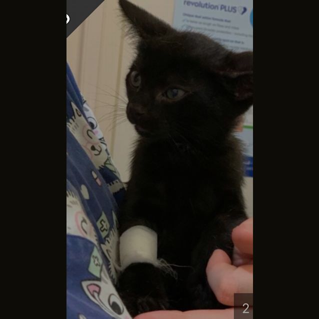 Photo of Raven