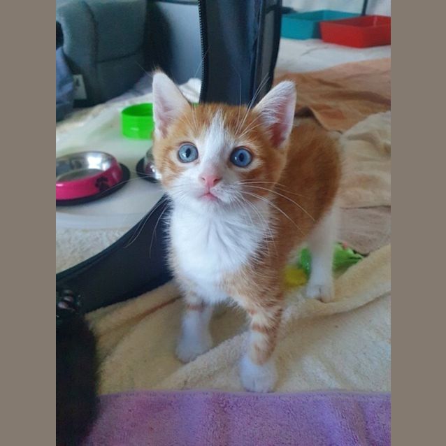 Photo of Gypsy