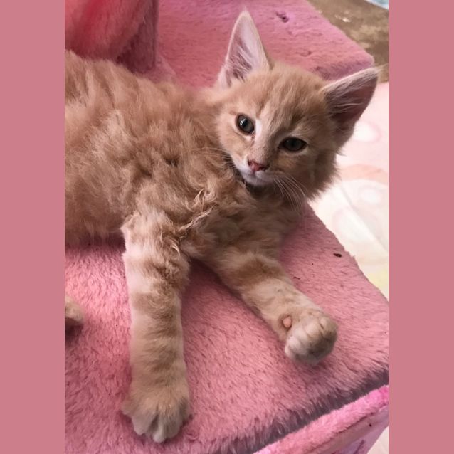 Photo of Neo The Fluffy