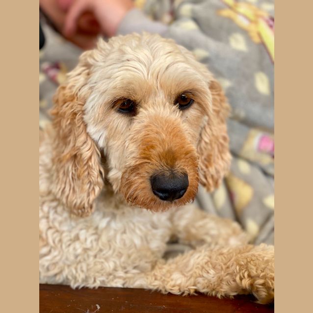 Photo of Ginger