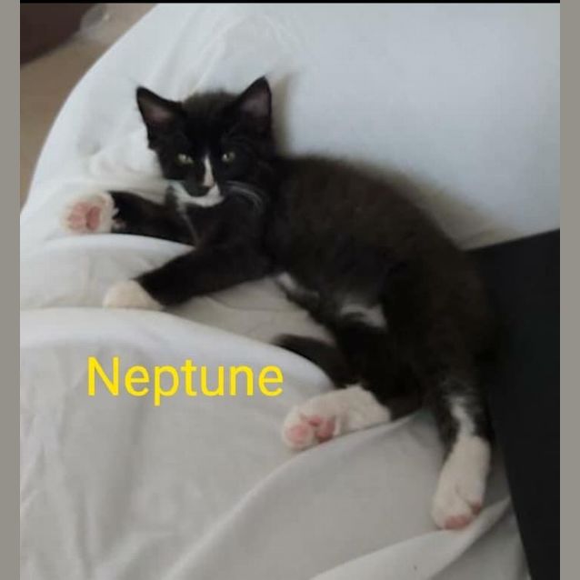 Photo of Neptune 