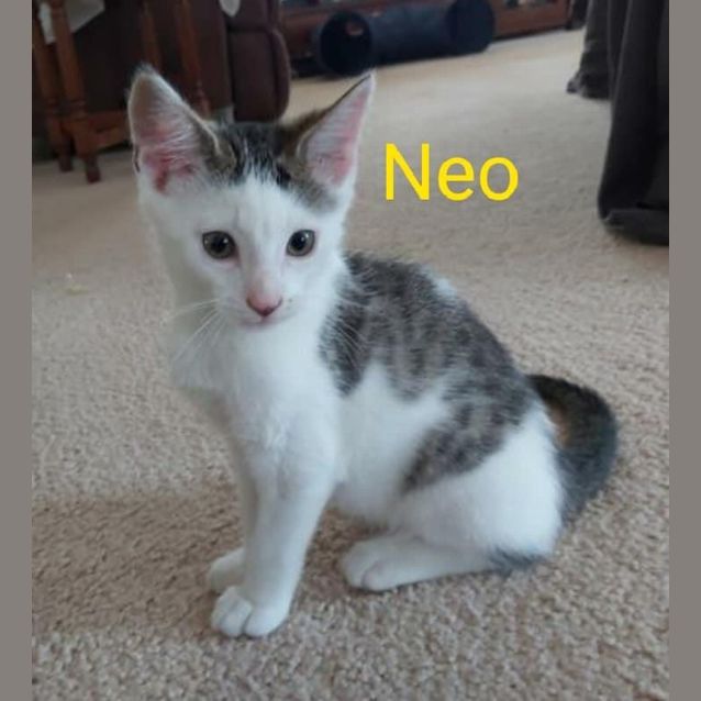 Photo of Neo 