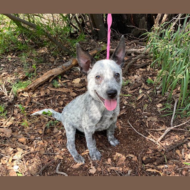 Photo of Pepper Special Needs Deaf