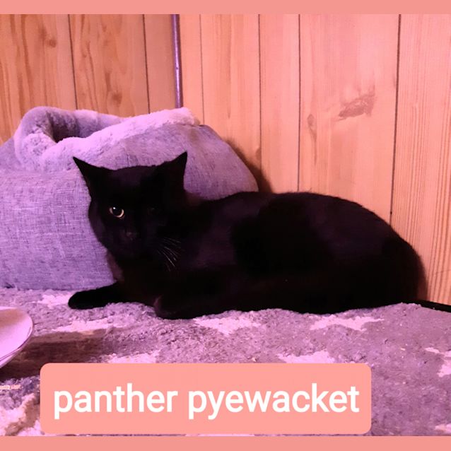 Photo of Panther Pye Wacket