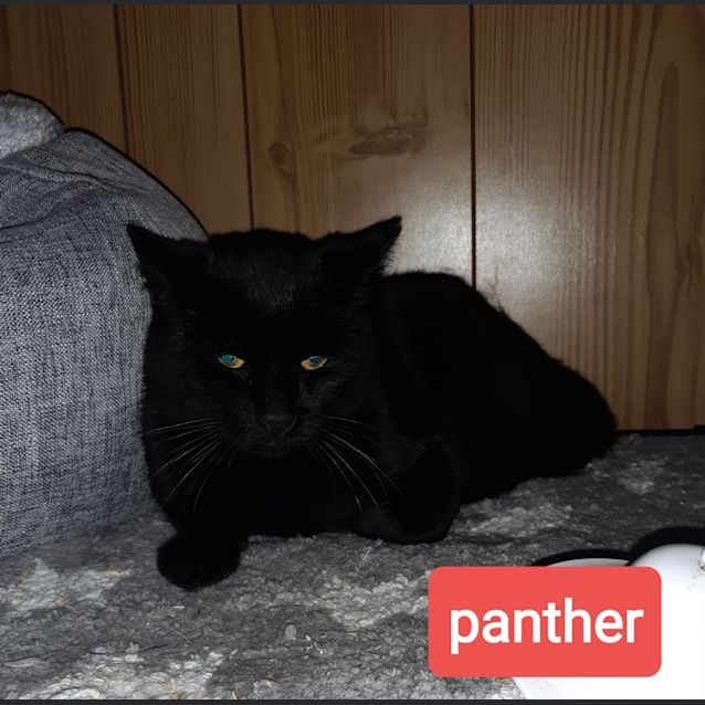 Photo of Panther Pye Wacket
