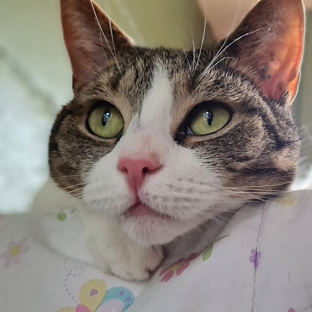 Photo of Kitty