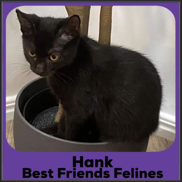 Photo of Hank 
