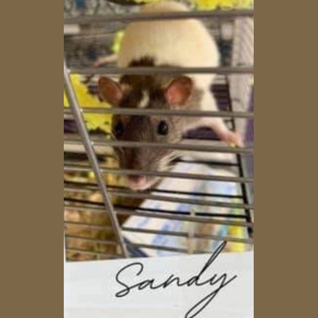 Photo of Sandy