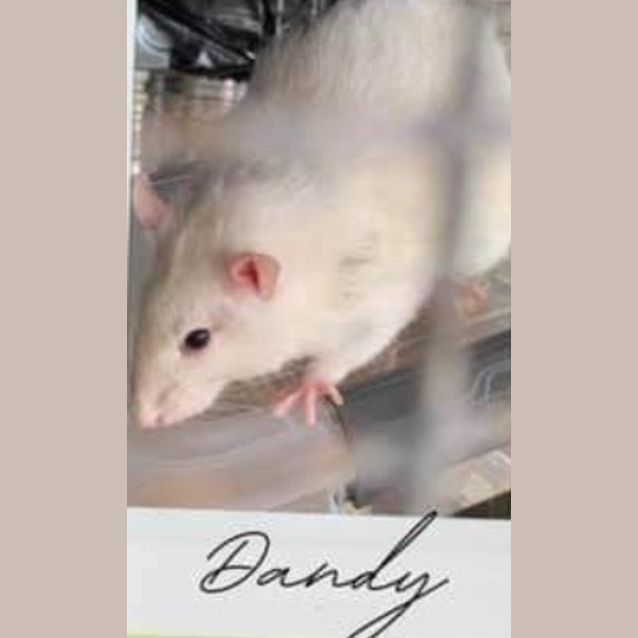 Photo of Dandy