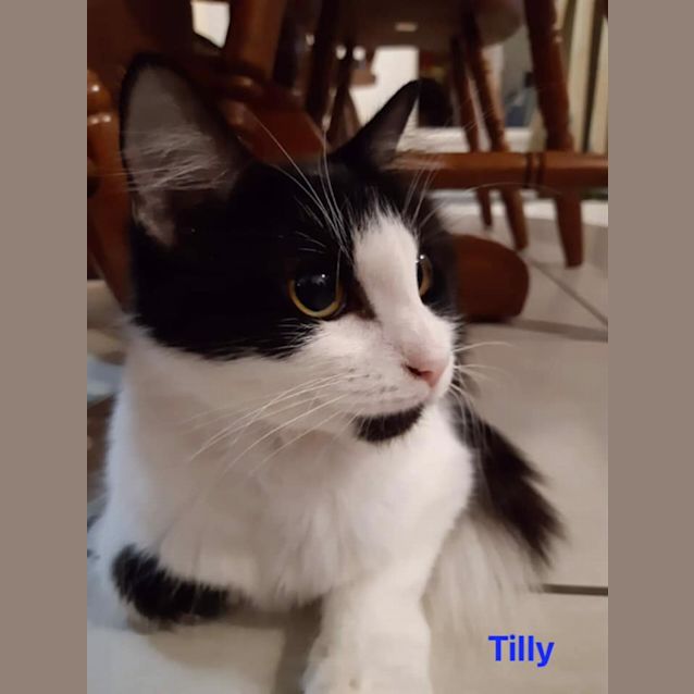 Photo of Tilly
