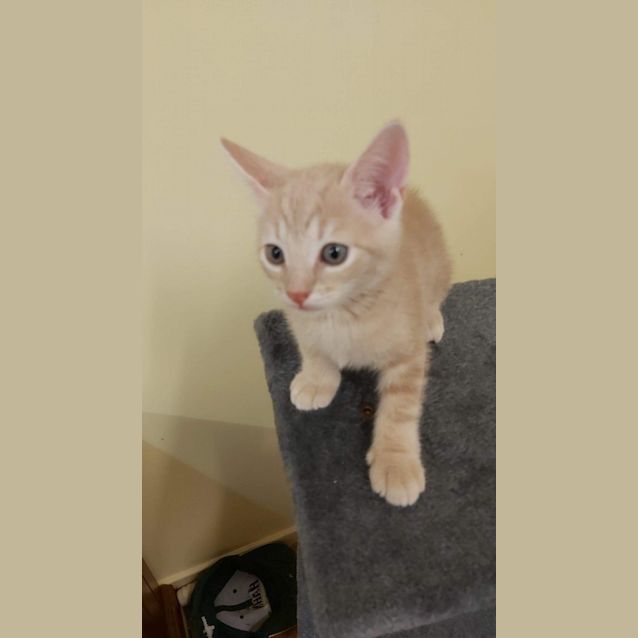 Photo of Custard