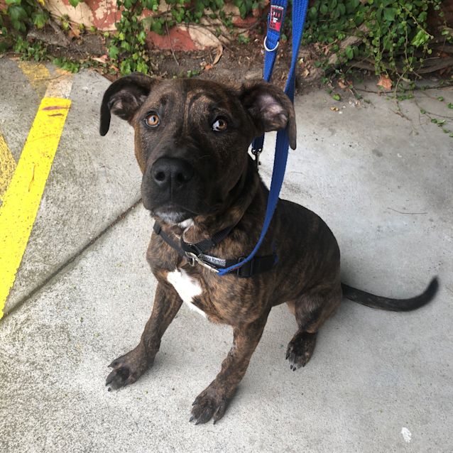 Photo of Bolt