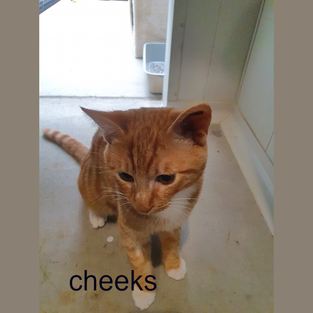 Photo of Cheeks