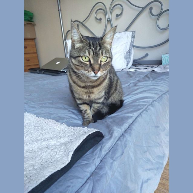 Photo of Nugget Stripes