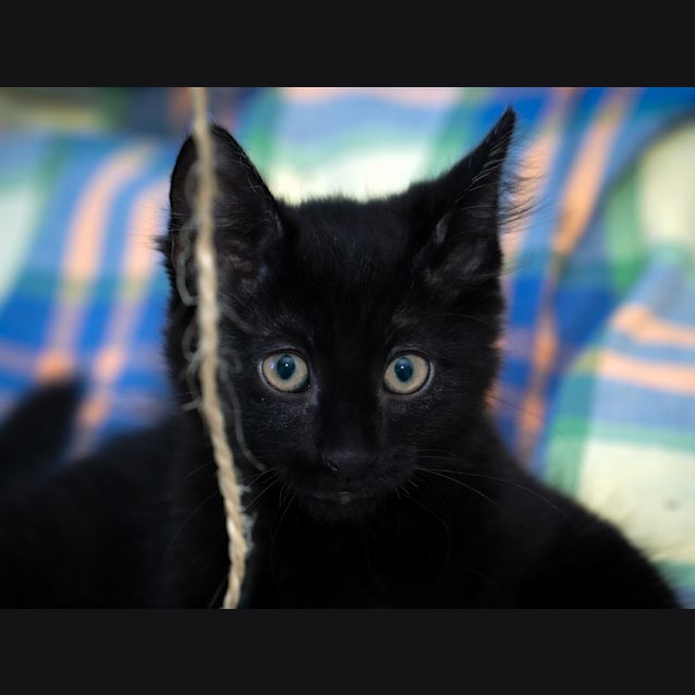 Photo of Bear ~ 12 Wk Old Kitten (On Trial 20/2/21)
