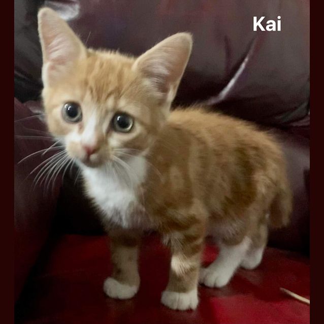 Photo of Kai