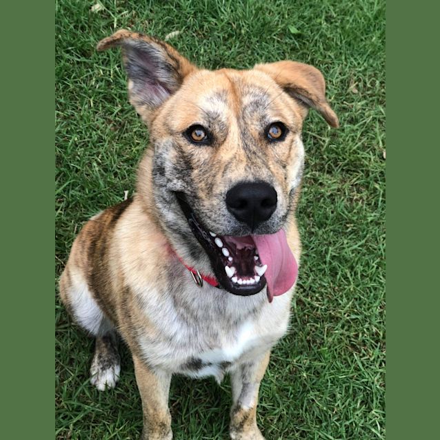 Photo of Fluffy And Cheeky Chuck