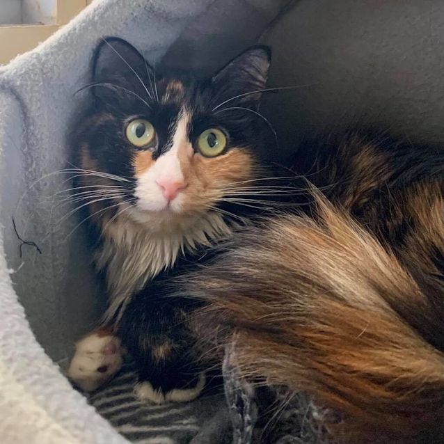 Photo of Freya