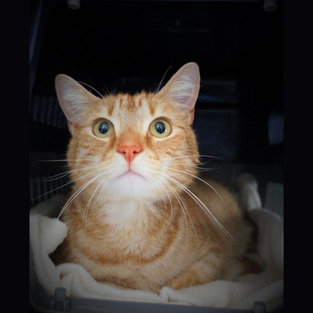 Photo of Chad
