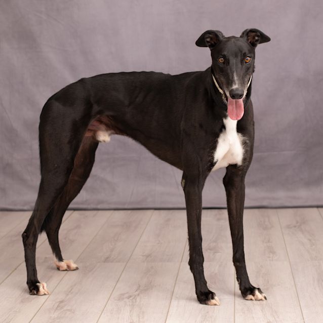Photo of Blackie