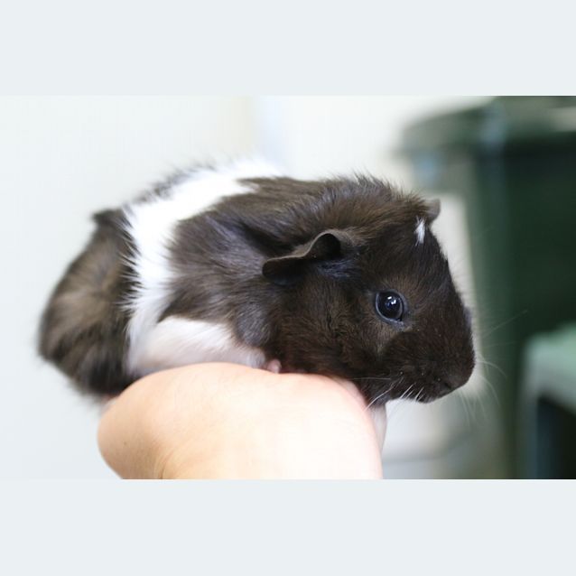 Photo of Oreo