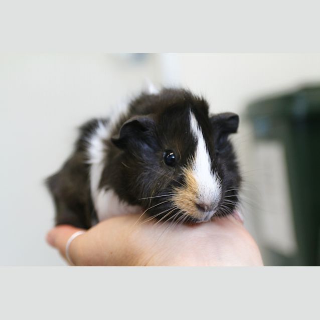 Photo of Patch