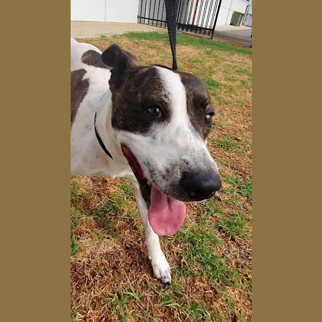 Photo of Hank Dl2608