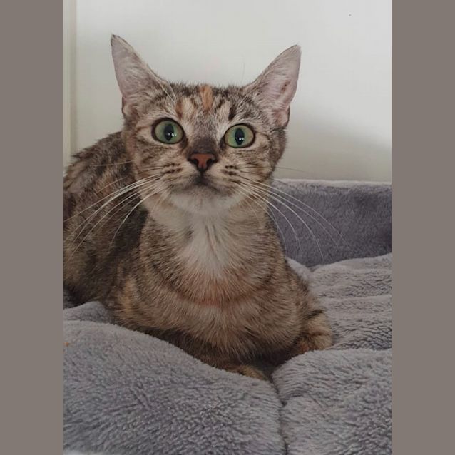 Photo of Electra 
