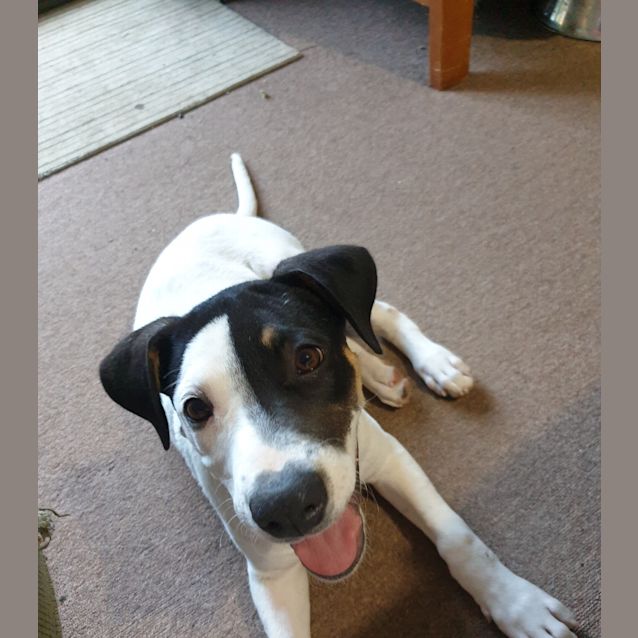 Photo of Oscar