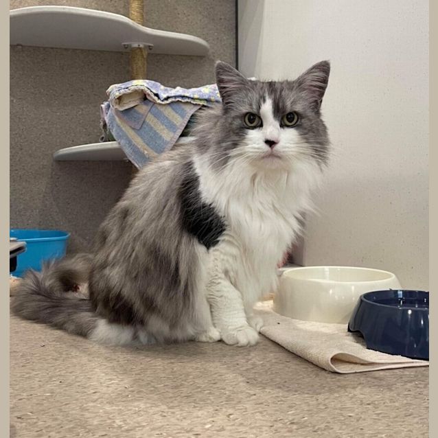Photo of Gandalf