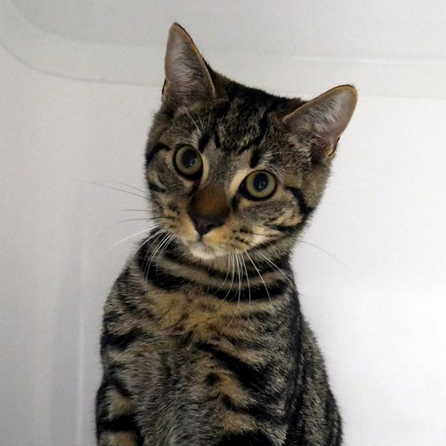 Photo of Slinky Suk005983