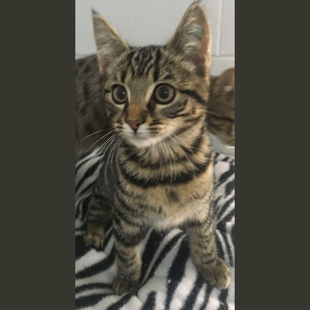 Photo of Gypsy