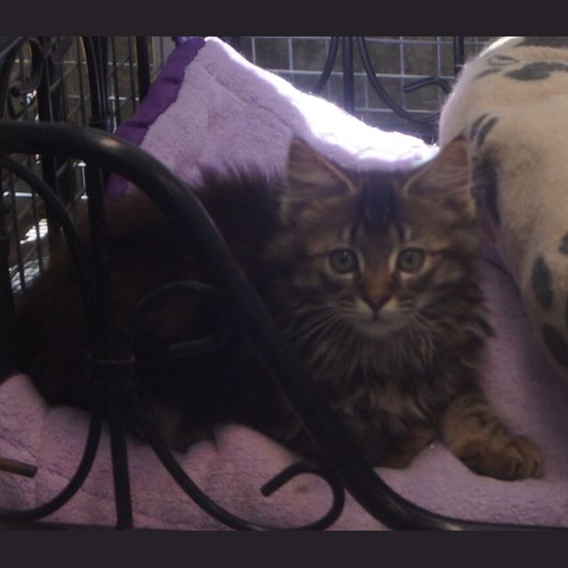 Photo of Willow