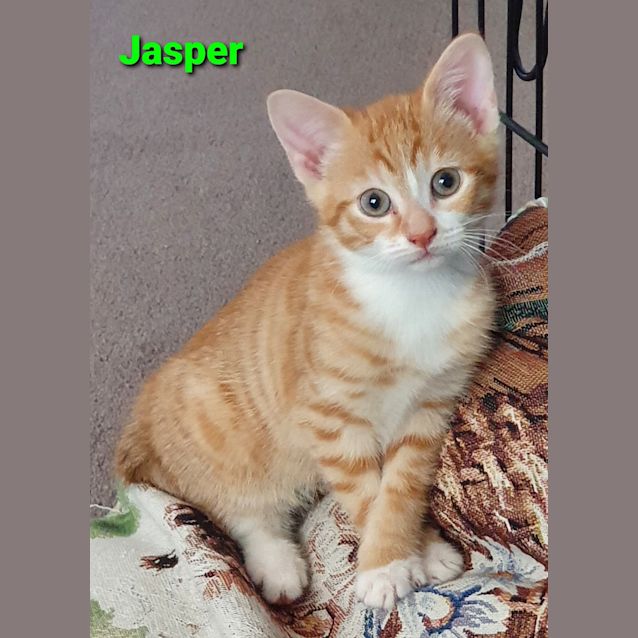 Photo of Jasper