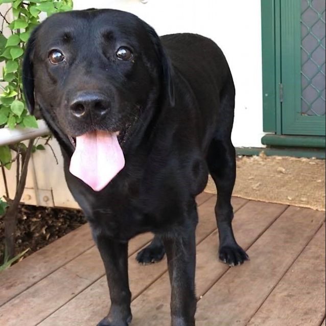 Photo of Rocko