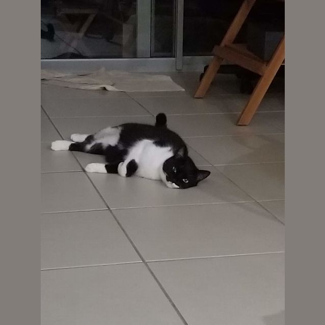 Photo of Oreo