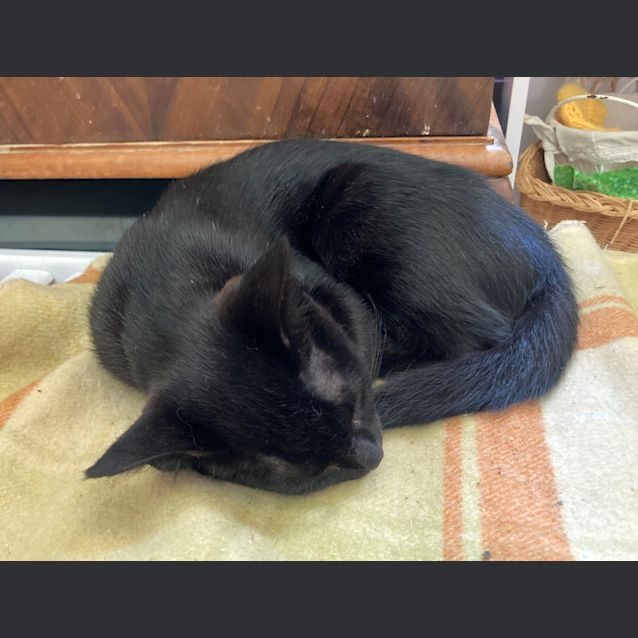 Photo of C784 Maisie